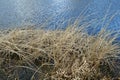 Dry reed and lake water. Natural background Royalty Free Stock Photo
