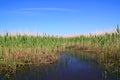 dry reed in marsh