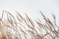 Dry reed. Minimal, stylish, trend concept. Natural background