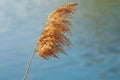 Dry reed with seeds in soft sunlight on water background, selective focus Royalty Free Stock Photo