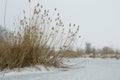 Dry reed on the shore of the frozen river Royalty Free Stock Photo