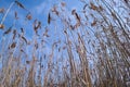 Dry reed at swamp