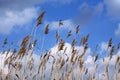 Dry reed whisks against blue sky and white clouds background. Royalty Free Stock Photo
