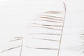 Dry reed on white snow. The reeds sway in the wind. Royalty Free Stock Photo