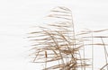 Dry reed on white snow. The reeds sway in the wind. Royalty Free Stock Photo