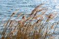 Dry reed in the wind on the lake shore