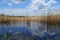 Dry reeds on the background of a blue lake and cloudy sky on a sunny day, landscape, nature. Royalty Free Stock Photo