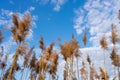 Dry reeds against the blue sky with clouds, natural background Royalty Free Stock Photo