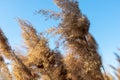 Dry reeds against a blue sky. Golden reed grass in the spring in the sun. Abstract natural background. Beautiful pattern with Royalty Free Stock Photo