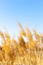 Dry reeds against a blue sky. Golden reed grass in the spring in the sun. Abstract natural background. Beautiful pattern with Royalty Free Stock Photo
