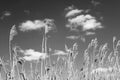Dry reeds against the sky with clouds and sun, black and white photo
