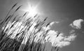 Dry reeds against the sky with clouds and sun, black and white photo Royalty Free Stock Photo