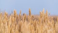 Dry reeds against the sky Royalty Free Stock Photo