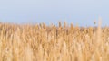 Dry reeds against the sky Royalty Free Stock Photo