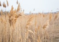 Dry reeds in auturmn