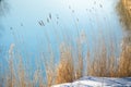 Dry reeds on the background of the spring blue river Royalty Free Stock Photo