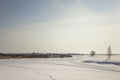 Dry reeds and a few trees in the snowy desert with people`s footprints