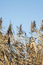 Dry reeds with fluffed panicles with seeds, against blue sky. Golden reed grass, pampas grass. Royalty Free Stock Photo