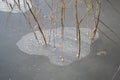 Dry reeds frozen in ice. Evening light. Natural background.