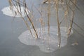 Dry reeds frozen in ice. Evening light. Natural background.