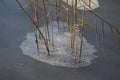 Dry reeds frozen in ice. Evening light. Natural background.