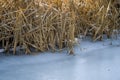 Dry reeds frozen in ice. Evening light. Natural background.