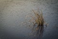 Dry reeds frozen in ice