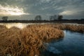 Dry reeds in a frozen lake and grey clouds in the sky Royalty Free Stock Photo