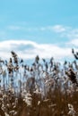 Dry reeds in the contralight against the blue sky Royalty Free Stock Photo