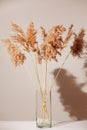 Dry reeds in glass transparent vase on white table with shadow on light beige wall. Modern interior design concept Royalty Free Stock Photo