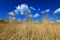 Dry reeds grass Royalty Free Stock Photo