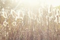 Dry reeds grass at sunset. Landscape of reeds grass background Royalty Free Stock Photo