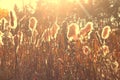 Dry reeds grass at sunset Royalty Free Stock Photo