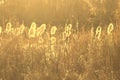 Dry reeds grass at sunset. Landscape of reeds grass background Royalty Free Stock Photo