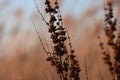 Dry reeds grass in sunset rays Royalty Free Stock Photo