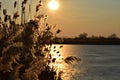 Dry reeds grass in sunset rays Royalty Free Stock Photo