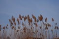 Dry reeds grass in sunset rays Royalty Free Stock Photo