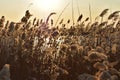 Dry reeds grass in sunset rays Royalty Free Stock Photo