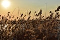 Dry reeds grass in sunset rays Royalty Free Stock Photo