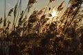 Dry reeds grass in sunset rays Royalty Free Stock Photo