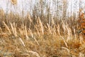 Dry reeds grow near the forest in autumn. pampas grass beige