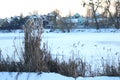 Dry reeds grow on the shore of a frozen lake in winter Royalty Free Stock Photo