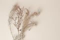 Dry reeds isolated on beige background. Abstract dry grass flowers, pile of dry herbs, hay or straw, background with copy space Royalty Free Stock Photo