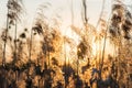 Dry reeds by the lake in the rays of the setting sun Royalty Free Stock Photo