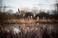 Dry reeds near the pond. Early spring. Dry cat tails plant.