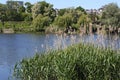 Dry reeds with new green reeds on the lakeshore, Goclaw Estate, Warsaw, Poland