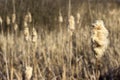 Dry reeds on river bank, bright background, sunny spring day Royalty Free Stock Photo