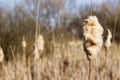 Dry reeds on river bank, bright blue sky background, sunny spring day Royalty Free Stock Photo