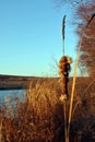 Dry reeds on river bank near willow tree, bright blue sky background Royalty Free Stock Photo