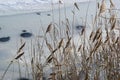 Dry reeds on the shore of a frozen lake. Winter landscape with Sun and frozen river. The ice begins to melt.. Royalty Free Stock Photo